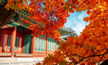 Festival d'autunno in Corea: Muju Firefly Festival, Suwon Hwaseong Cultural Festival, Busan Fireworks Festival